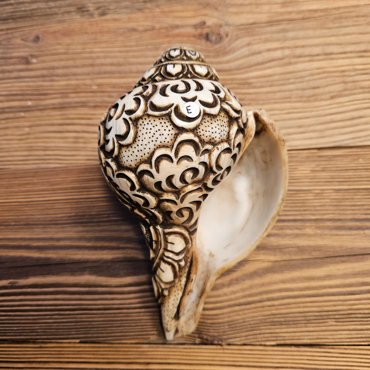 Manjushri conch shell