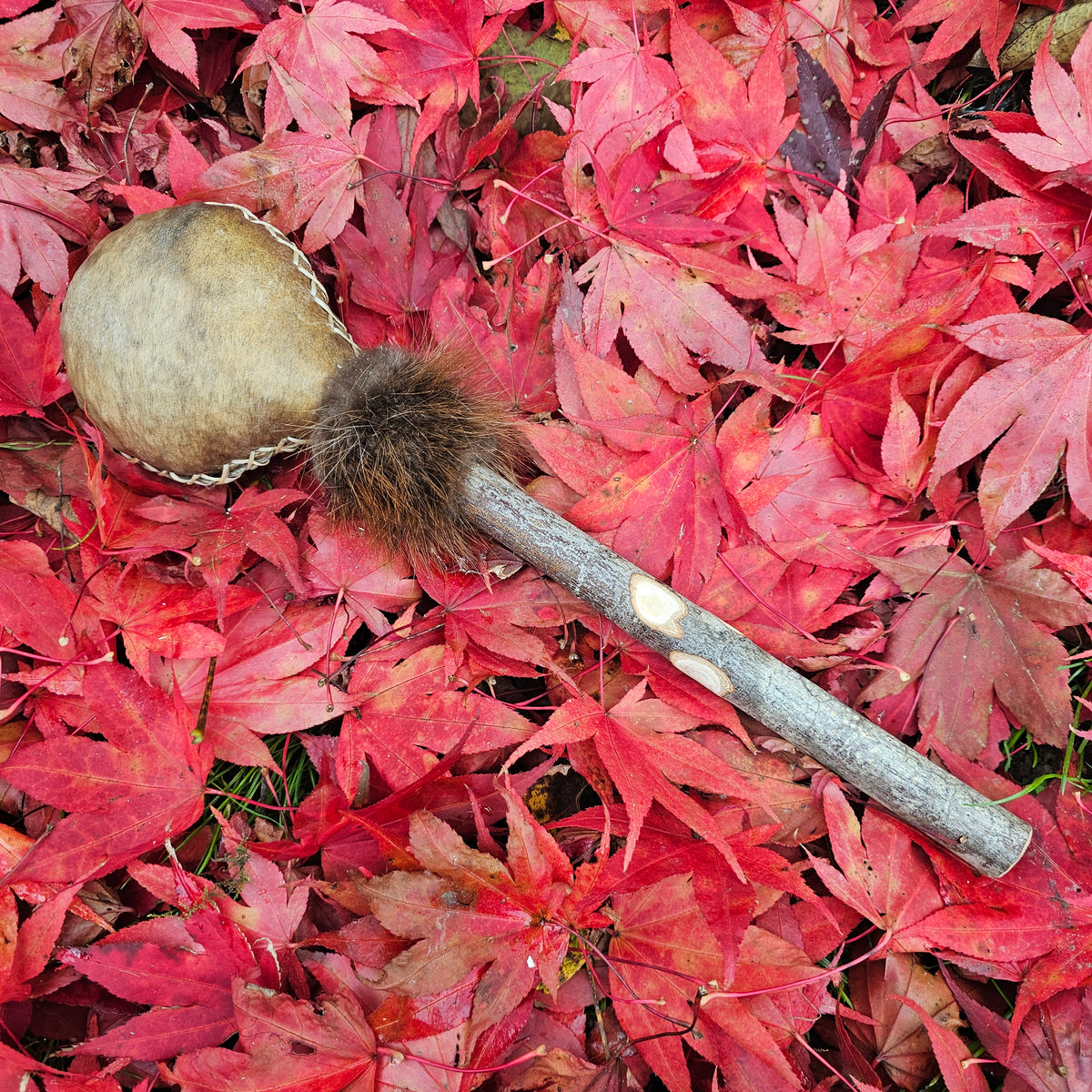 Shaman rattle beaver