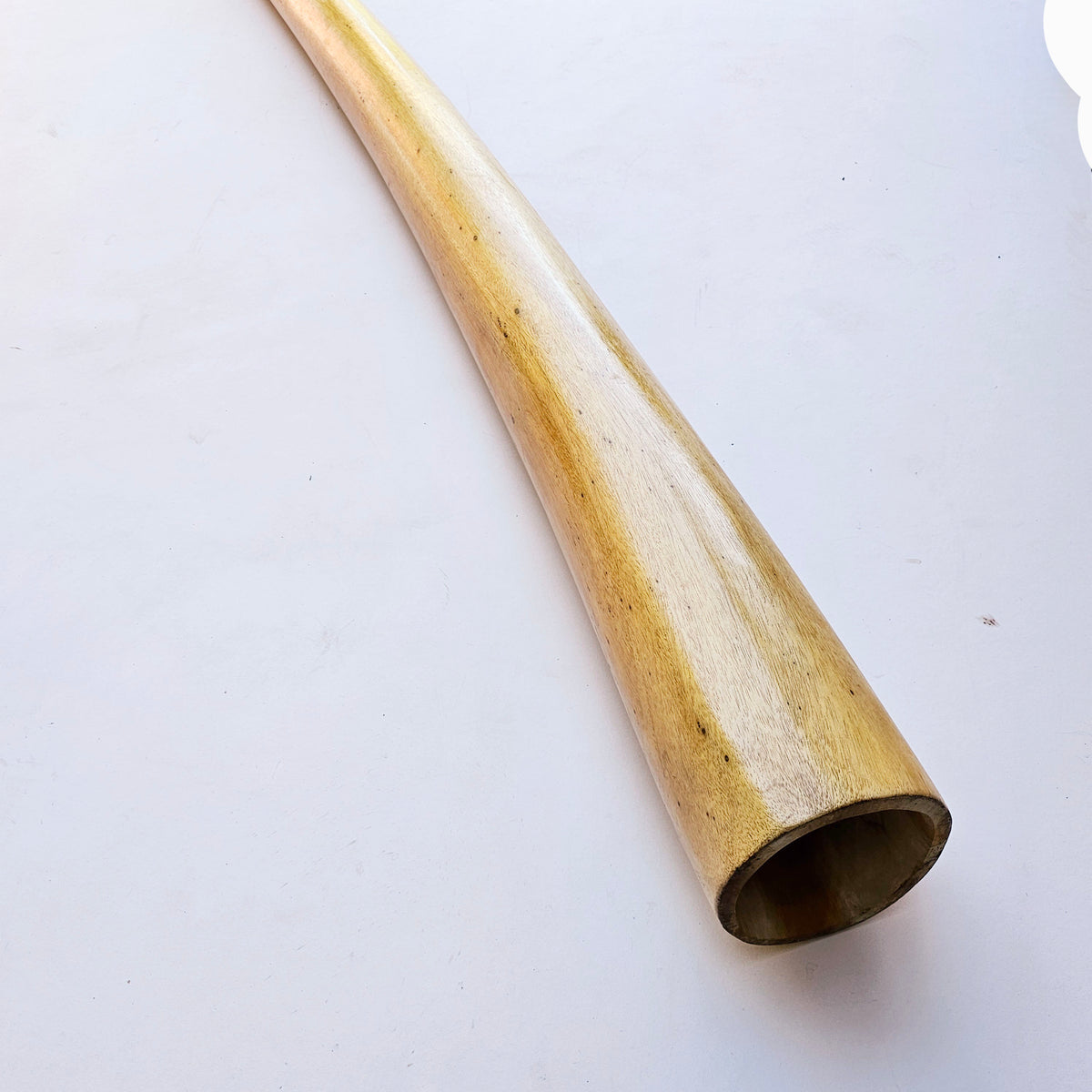 Proline Didgeridoo Hibiskus| Didgeridoo| Dunum.ch