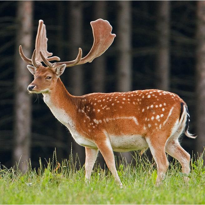 Neumond Schamanentrommel ø 45 cm - stimmbar - Dammhirsch