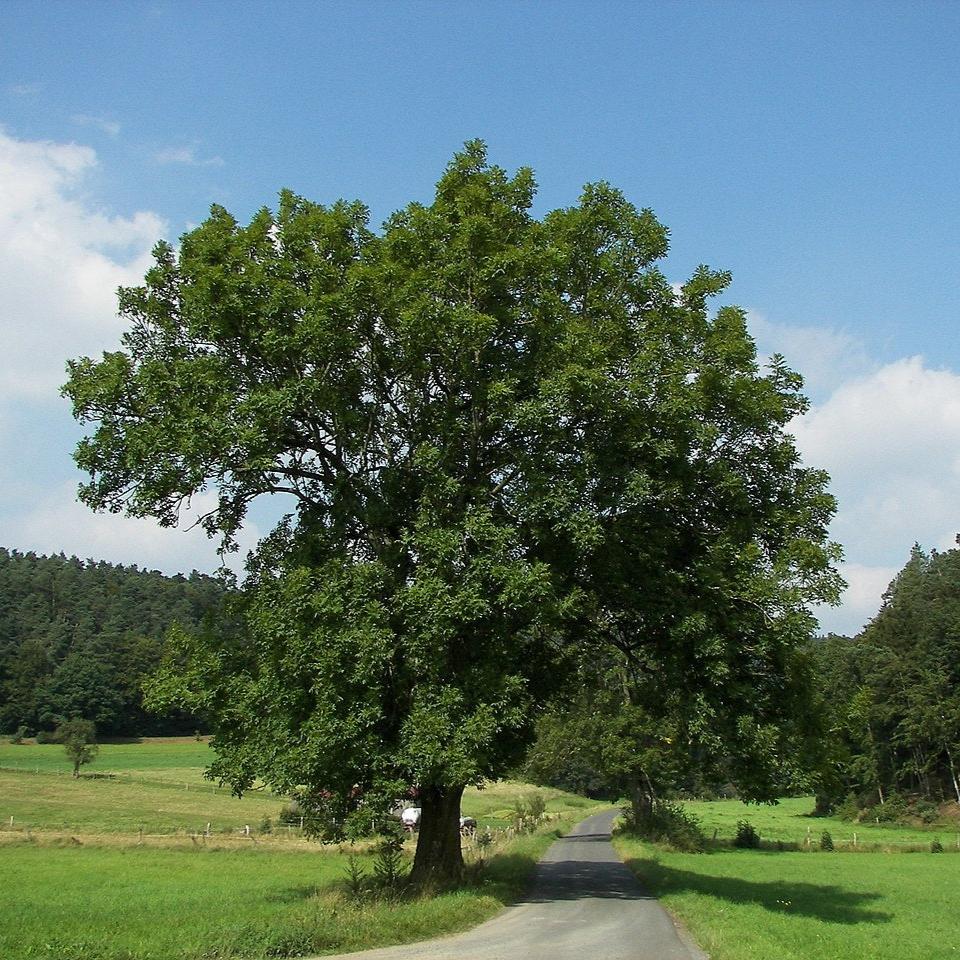 Neumond Schamanentrommel ø 50 cm - Hirsch - Esche