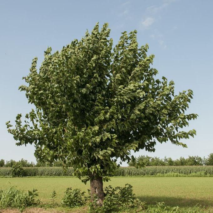 Tambour de chaman de la nouvelle lune ø 45 cm - accordable - cerf de barrage