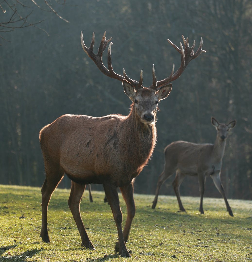 Tambour de chaman de la nouvelle lune ø 50 cm - accordable - cerf rouge