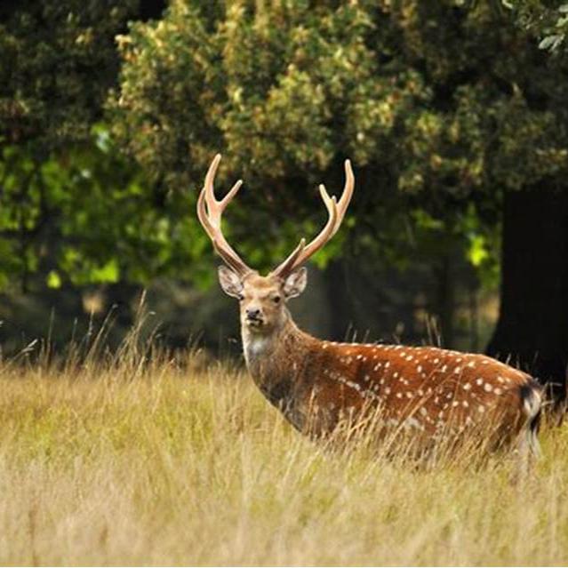 Tambour de chaman de la nouvelle lune ø 45 cm - accordable - cerf sika